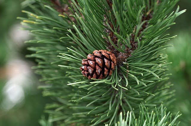 Pine nuts - benefits and uses - zdmaa