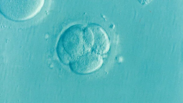 ivf