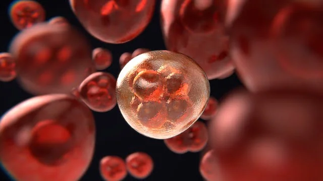 Tiny Chromosome Tips Say You're Older Than You Are